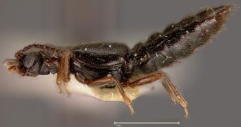 Media type: image;   Entomology 27479 Aspect: habitus lateral view